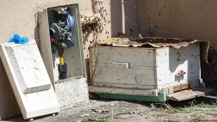 Doğal gaz kutusuna yuva yapan arılar tedirgin etti