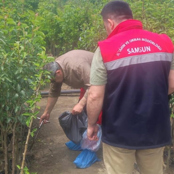 Samsun’da fidancılık işletmeleri mercek altında