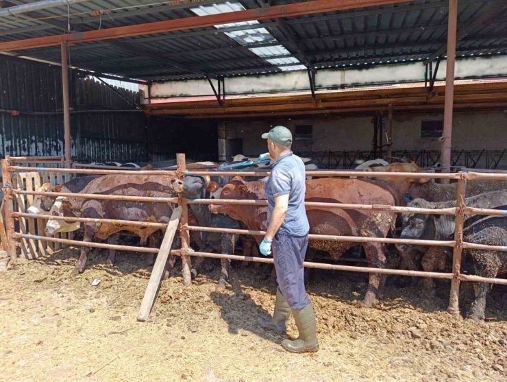 İthal besi hayvanlara yönelik denetim