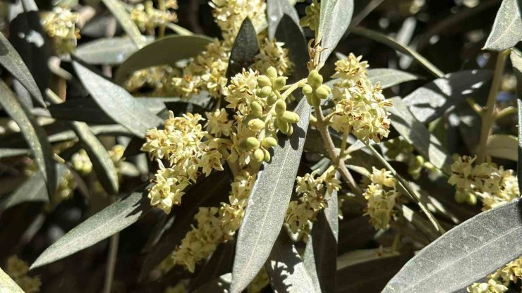 El Nino’ya karşı uzmanından zeytin üreticilerine kritik uyarılar
