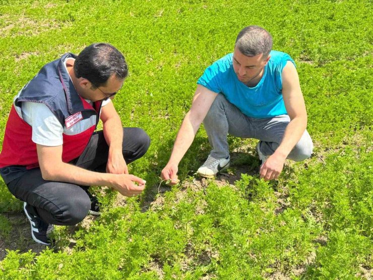 Çavdarhisar’da çörek otu üretim alanlarında kontrol