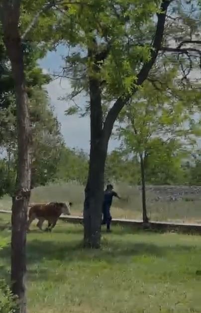 Elazığ’da sahibinden kaçan dana paniğe neden oldu