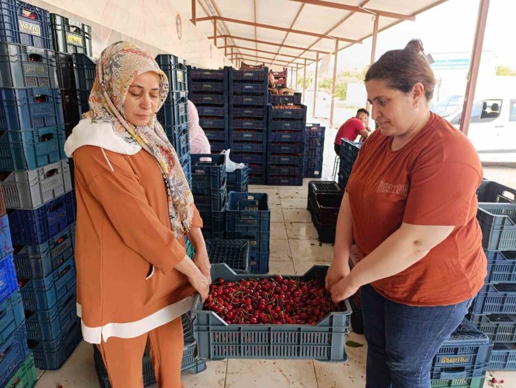 25 yıl önce dikilen kiraz fidanları Selendi’yi Avrupa’ya taşıdı