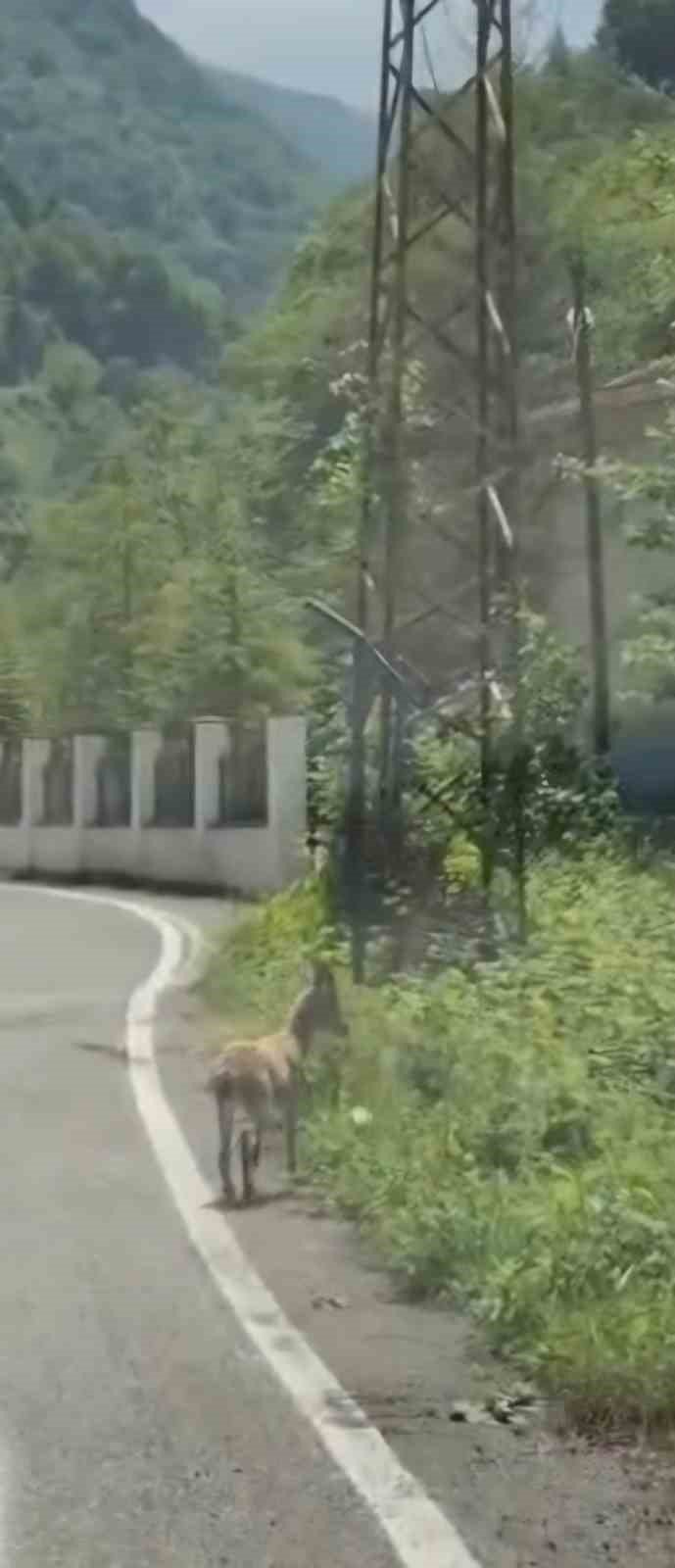 Trabzon’da ilk kez görüntülendi; Çengel boynuzlu dağ keçisi yavrusu karayoluna indi