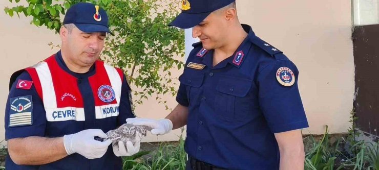 Yozgat’ta yavru baykuşa Jandarma ekipleri şefkat eli uzattı