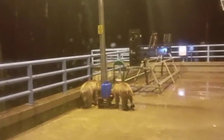 Barajda gece nöbeti tutan güvenlikçiye iki ayı yavrusu sürprizi