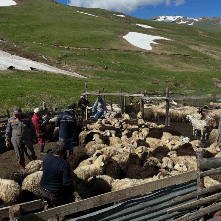 Aydıntepe’de küçükbaş hayvanlarda aşılama ve küpeleme çalışmaları sürüyor