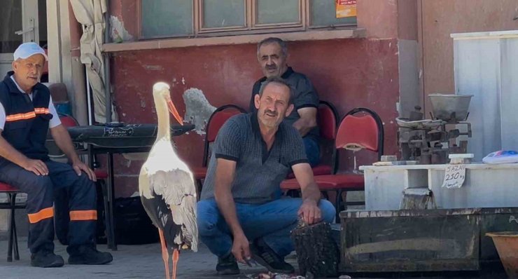 Balıkçı Ahmet ile leyleğin 10 yıllık kahvehane randevusu