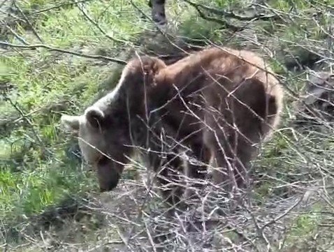 Ayıların dünyasına misafir olan dağcı: "Onları tanımadan nefret yaymayalım"