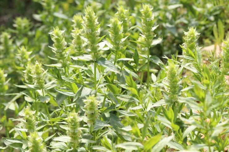 Kahramanmaraş’ın nadir endemik türü Eskimayasıl çiçek açtı
