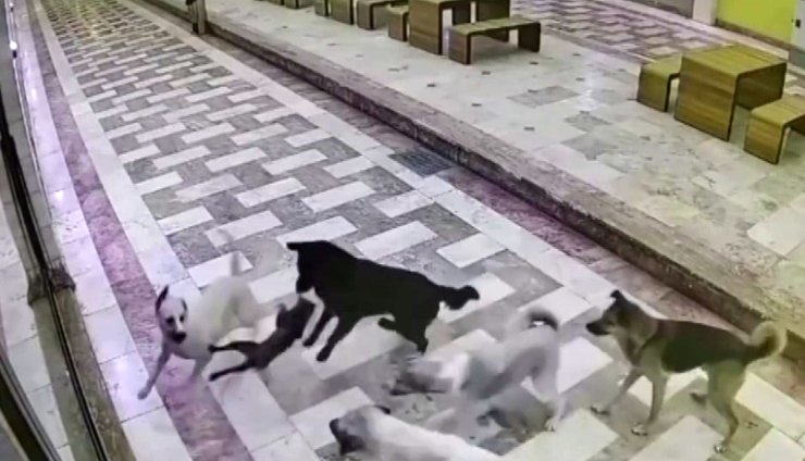 Kedinin tek başına 6 köpekle mücadele ettiği anlar kameraya yansıdı