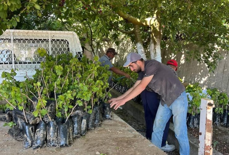 İki kardeşten üzüm üretimine milyonluk katkı