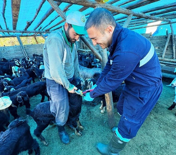 Simav’da küçükbaş hayvanlara aşılama ve küpeleme çalışması