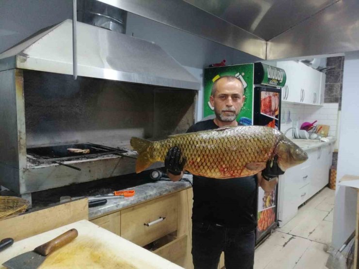 Bilecik’te dev sazan balığı yakalandı
