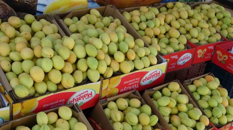 Malatya’da yaş kayısı tezgahlarda yerini aldı