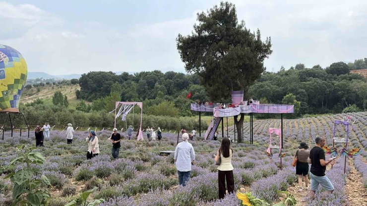 Osmaniye’de mis kokulu lavantalar arasında renkli festival