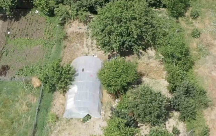 Dron destekli operasyonda seraya gizlenen hint kenevirleri ele geçirildi