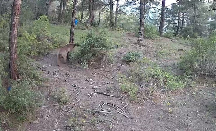 Yaban hayvanları fotokapana böyle yansıdı