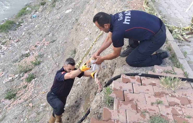 Çorum’da çaya düşen kediyi itfaiye kurtardı