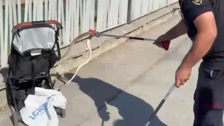 Şanlıurfa’da ağaçtan bebek arabasına yılan düştü