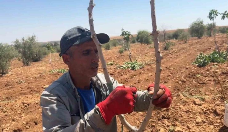 Şanlıurfa’da fıstık aşılama dönemi başladı