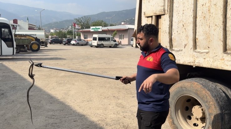 Osmaniye’de kaçak yolcu yılan, üçüncü araçta yakalandı