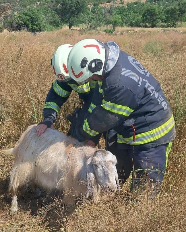 Denizli’de kuyuya düşen keçileri itfaiye kurtardı