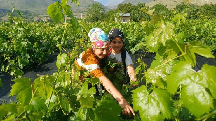 Erzincan’da üzümden önce yaprak hasadı başladı