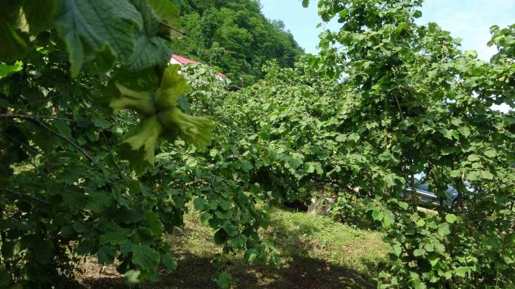 Giresun’da kahverengi kokarcaya karşı samuray arıları doğaya salındı