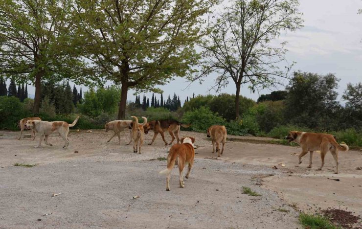 Aydın’da sahipsiz sokak hayvanları için çalışmalar sürüyor
