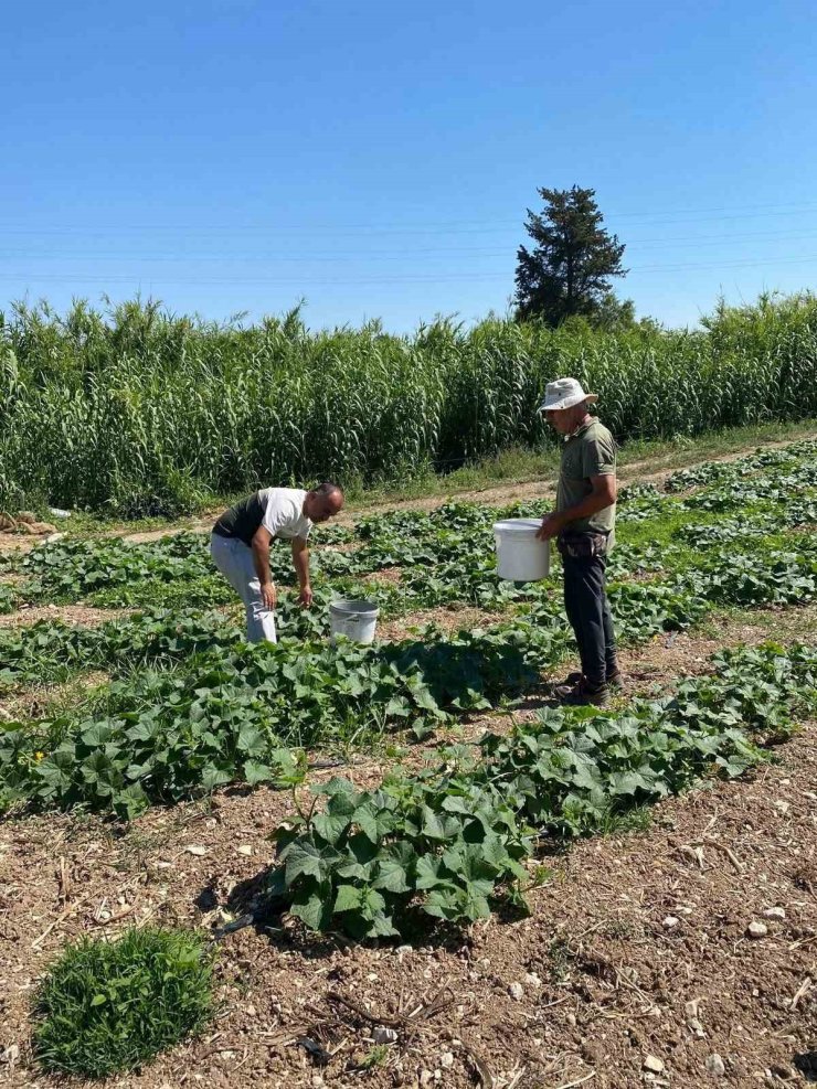 Didim’de salatalıklardan numuneler alındı