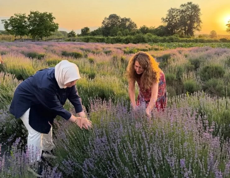 Düzce’de lavanta hasadı başladı