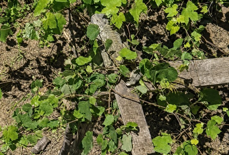 İtfaiyenin iguana mesaisi