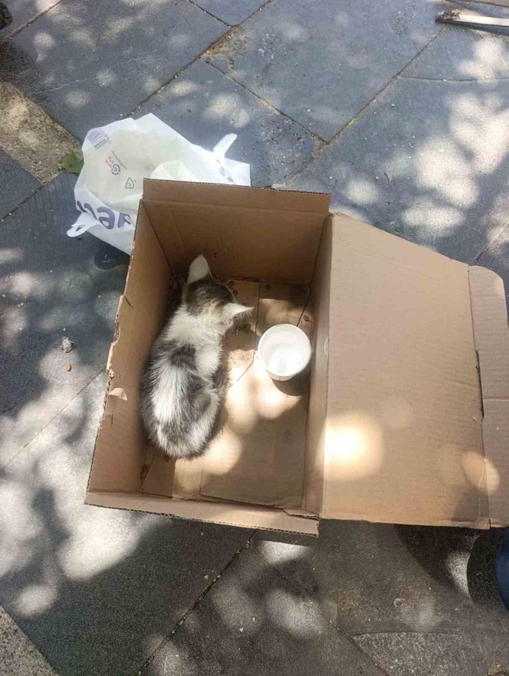 Siirt’te reklam panosuna sıkışan yavru kedi AFAD ekiplerince kurtarıldı