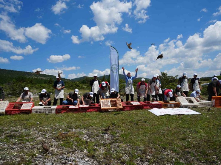 Kastamonu’da doğaya bin 200 kınalı keklik salındı