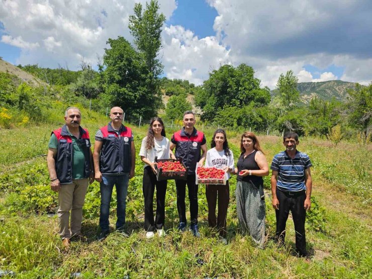 Tunceli’de kadın üreticilerin çilek hasadı yüz güldürdü