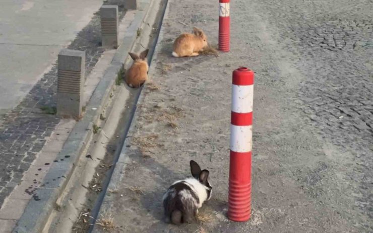 Atakum sahilinde tavşanlar dikkat çekti