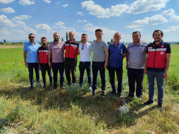 Kütahya’da çörek otu üretimi yakından takip ediliyor