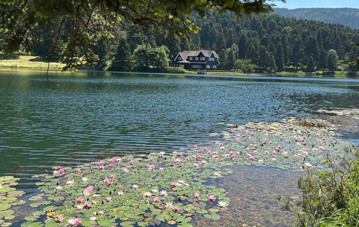 Bolu’da bu çiçeği koparmanın cezası 699 bin 197 lira