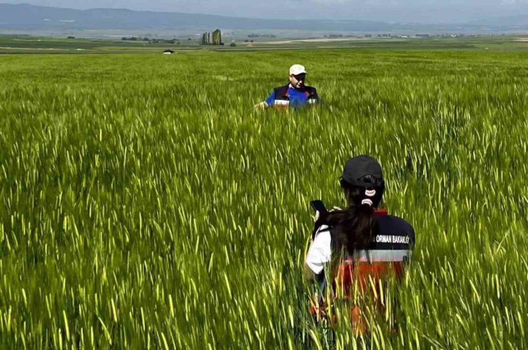Kütahya’da sertifikalı tohumluk üretim parsellerinde tarla kontrolleri gerçekleştirildi