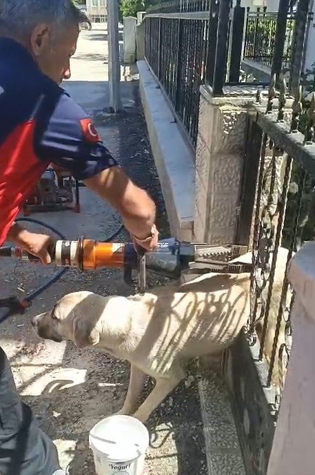 Demir kapıya sıkışan köpeği itfaiye kurtardı