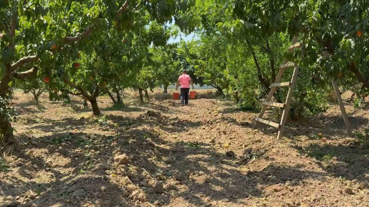 Bursa şeftalisinde hasat başladı