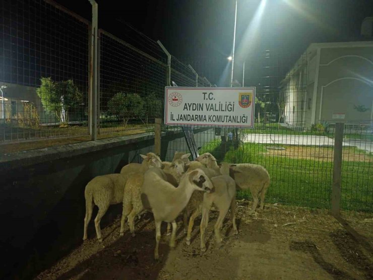 Koçarlı’da 15 koyun evin bahçesinden çalındı