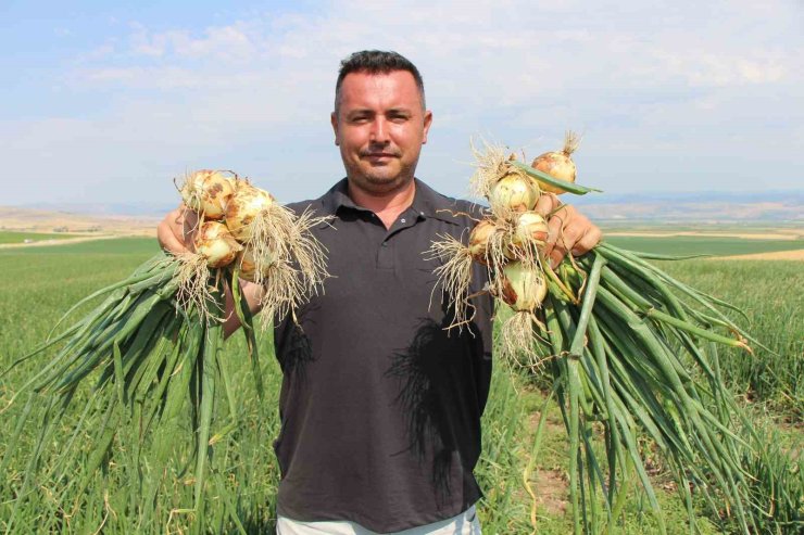 Amasya’da soğan bir bardak çaydan bile ucuz