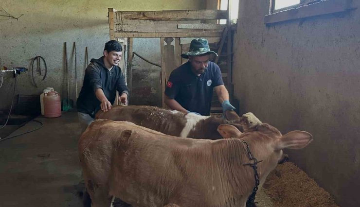 Aydıntepe’nin 8 köyünde buzağı küpeleme ve aşılama çalışmaları tamamlandı