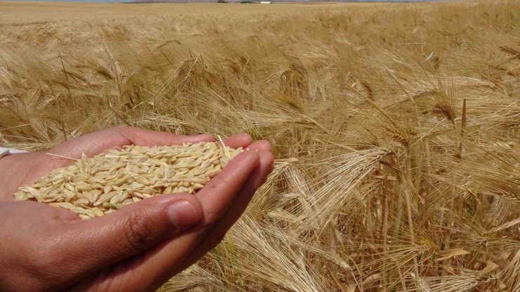Yozgat’ta arpa hasadı başladı