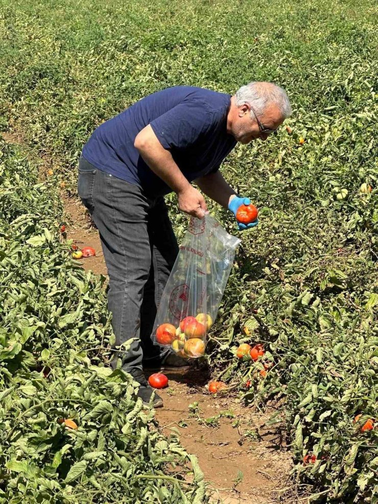 Köşk’te domateste hasat öncesi ilaç kalıntısı denetimi başladı