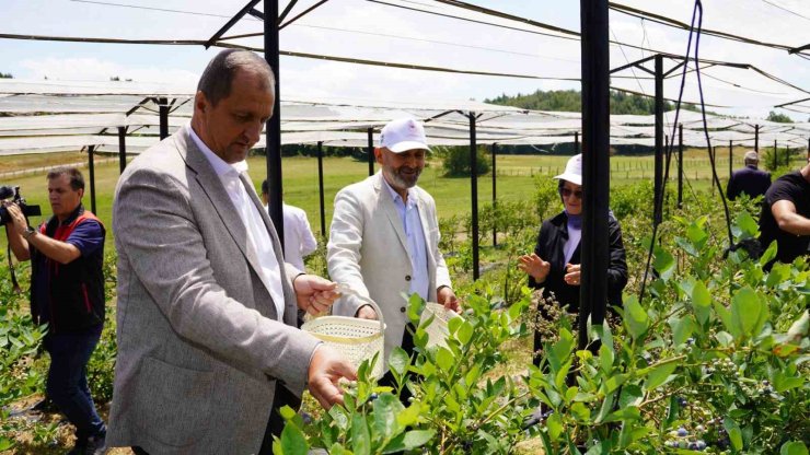 İznik’te Maviyemiş Hasadı Başladı