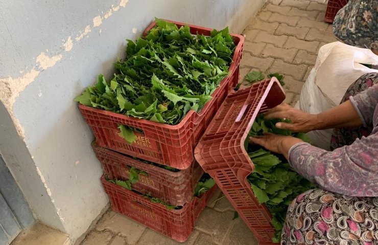 Sarıgöl’de yaprak fiyatları 35-40 TL’ye geriledi