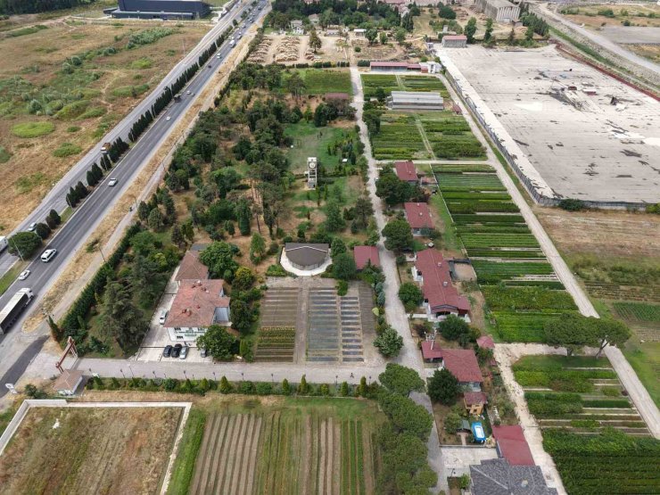 Samsun’dan ’Yeşil Vatan’a yılda 3 milyon fidan